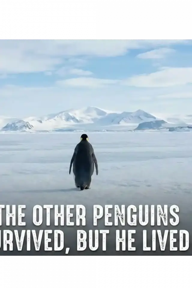 Erkek Survivor Penguin Baskılı 3 İplik Pamuklu Kapüşonlu Sweatshirt Hoodie Beyaz